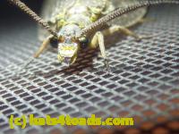 /home//u458753944/public_html/sourcegallery/////////////////////Insects and small critters/fishflies and dobsonflies (Megaloptera)/P1070801.JPG